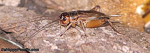 Putukad: õiguskaitsevahendid erinevate hammustuste vastu