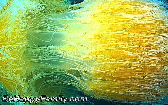 Invasion de méduses dans nos mers: remèdes et précautions