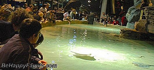 Visite de l'aquarium de Gênes: amusez-vous tous les jours de l'année