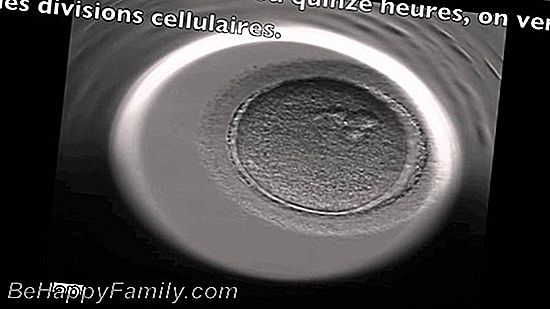 Développement de l'embryon: le début de la vie