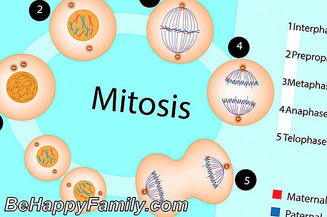 mitózis